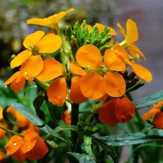 Heirloom Non-GMO Siberian Flower Seeds for Planting – Cold-Hardy Ornamental Garden Blooms