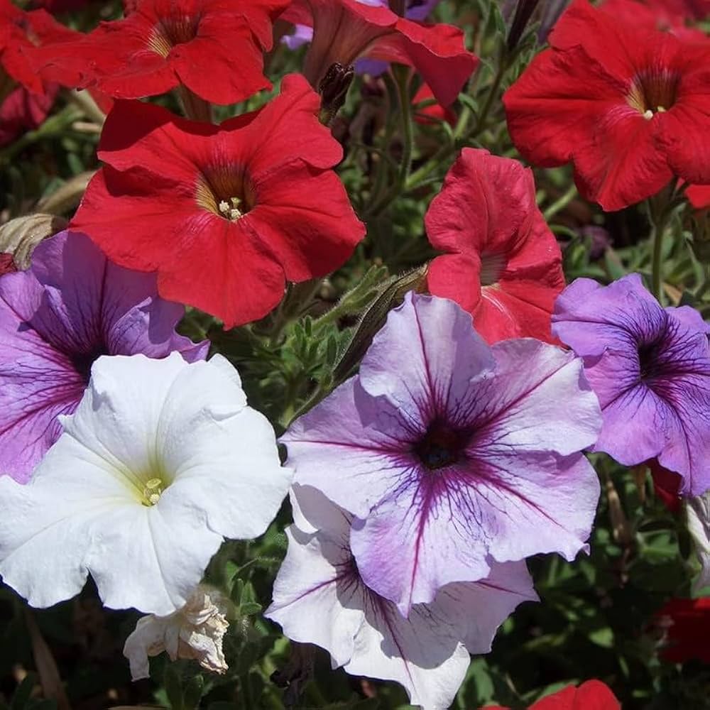 petunia petunia flower seeds