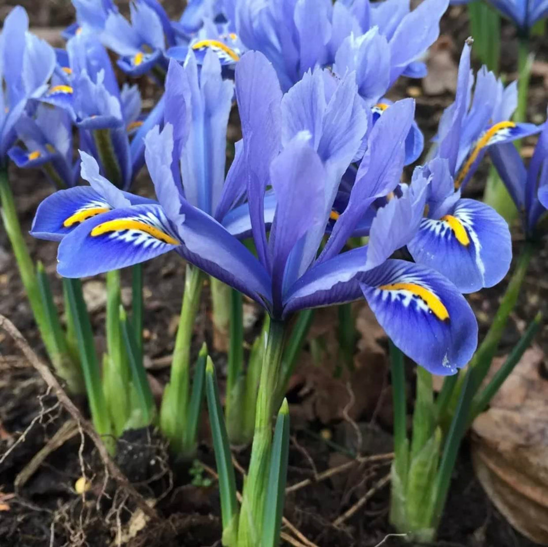 iris iris flower seeds