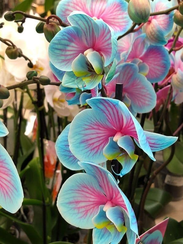 Rainbow Phalaenopsis Orchid Flower Seeds for Planting - 100 pcs