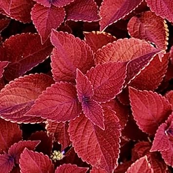 Flower Seeds, Seeds for Planting, Plant Seeds