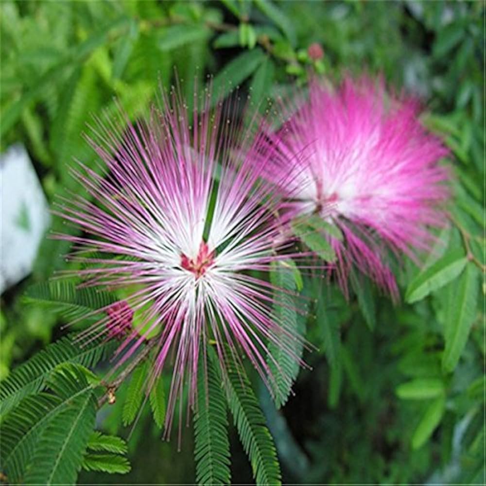 pink white flower seeds