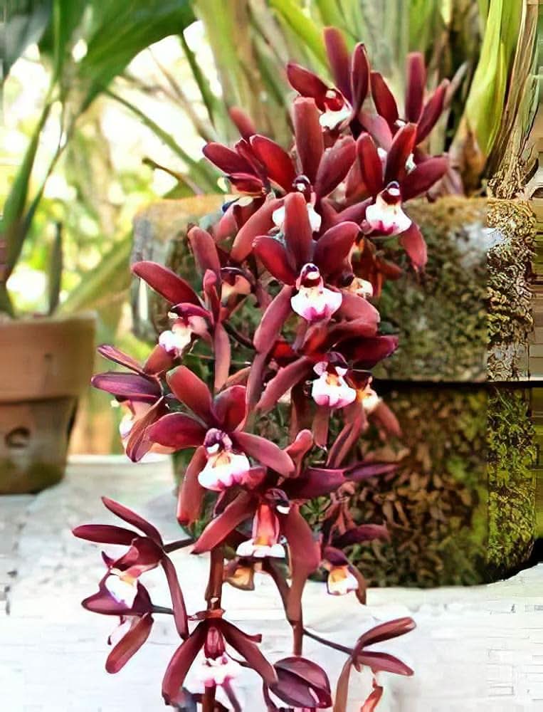 chinese cymbidium flower seeds