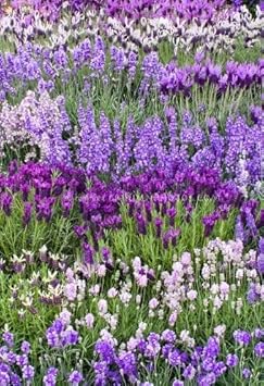 Flower Seeds, Seeds for Planting, Plant Seeds