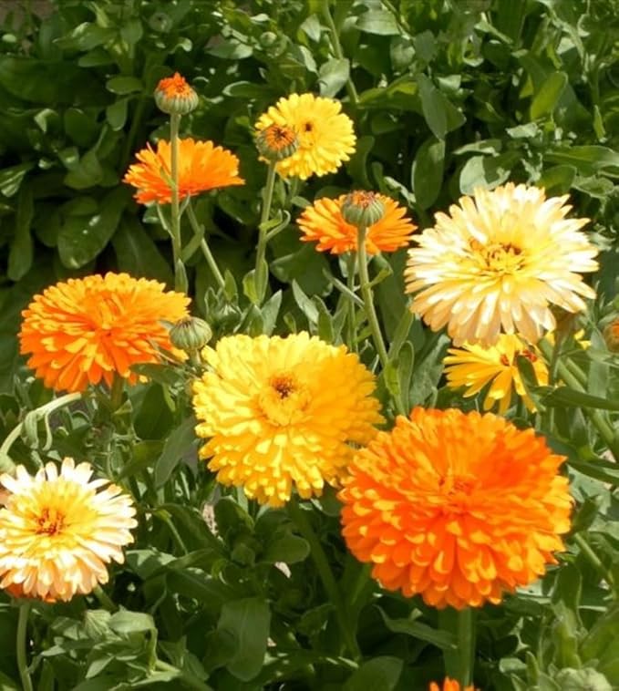 calendula calendula flower seeds