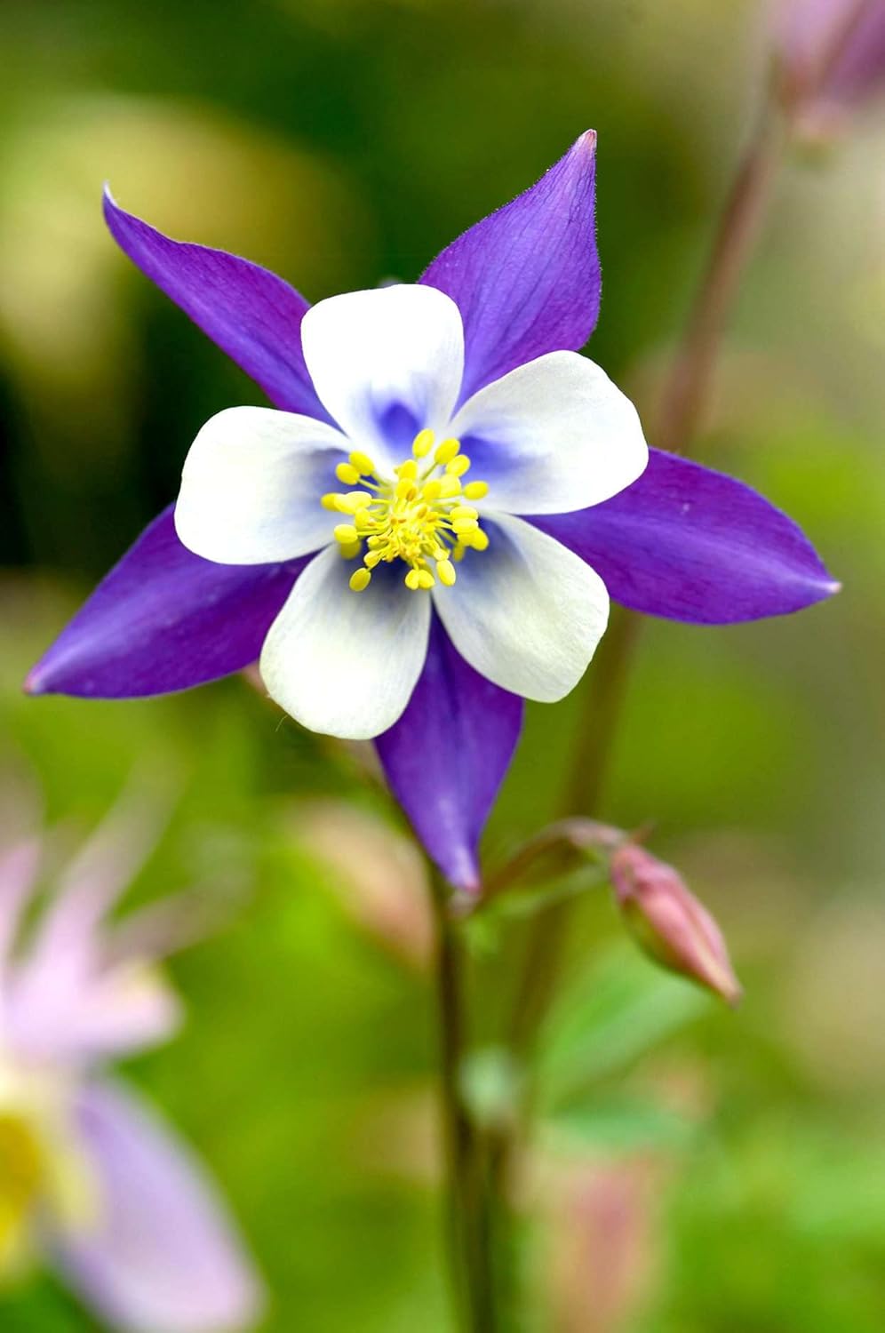 Flower Seeds, Seeds for Planting, Plant Seeds