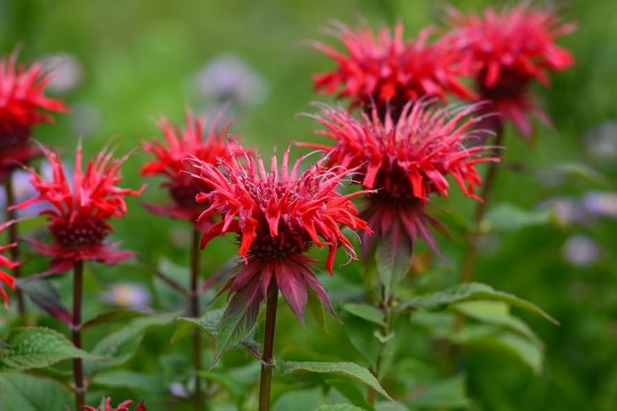 monarda flower flower seeds