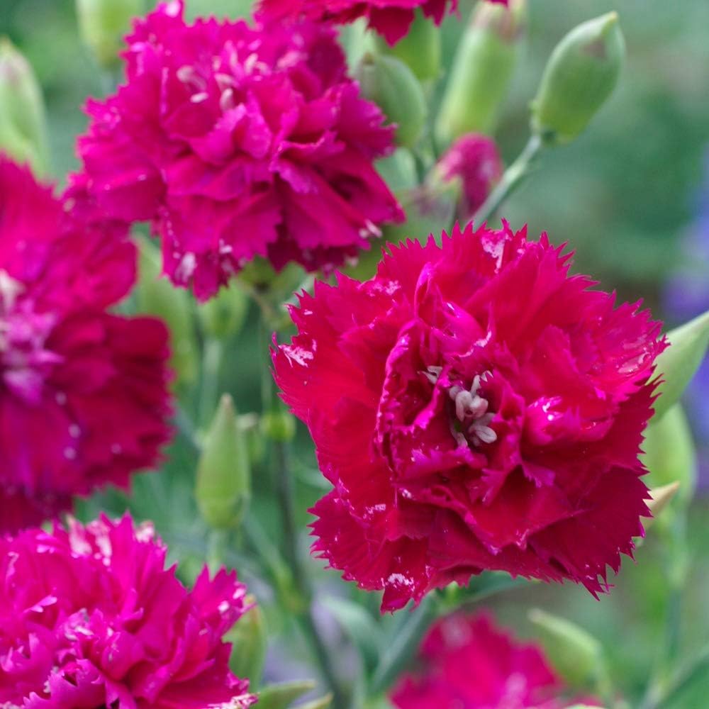 Pink Dianthus Caryophyllus Flower Seeds