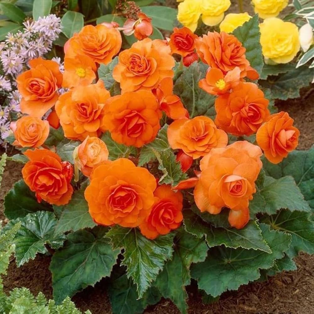 Orange Begonia Flower Seeds for Planting - 100 pcs