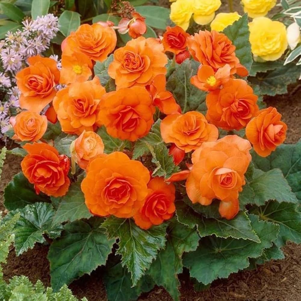red begonia flower seeds