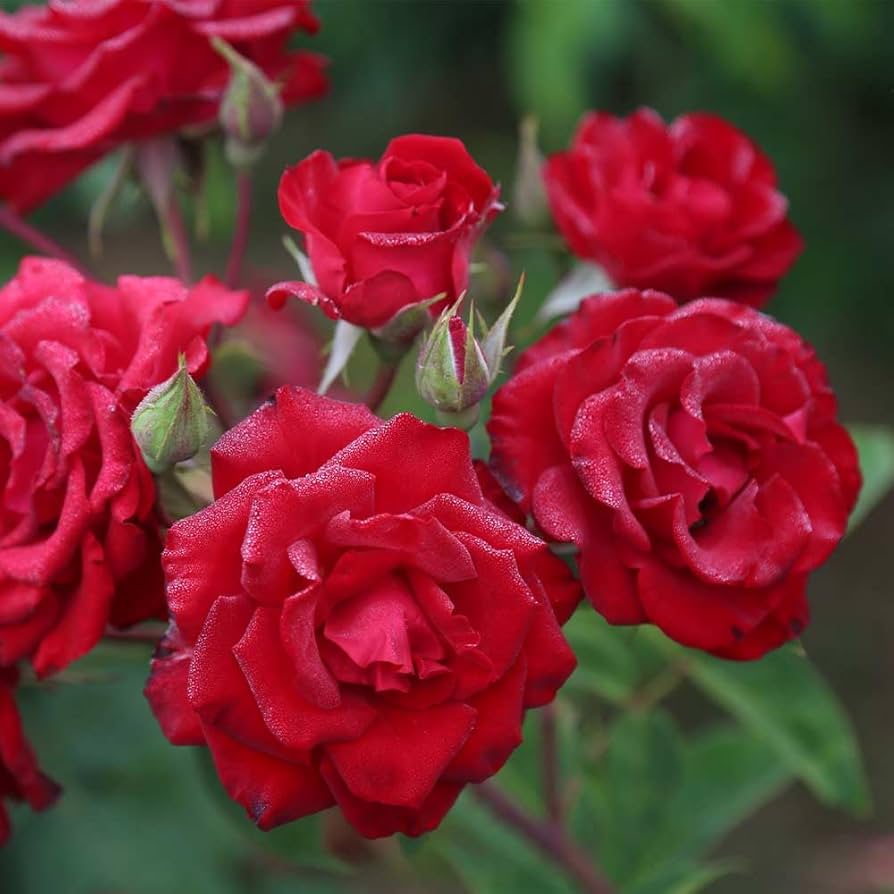 Red Climbing Rose Flower Seeds for Planting – Heirloom, Non-GMO, High Germination Organic Garden Seeds