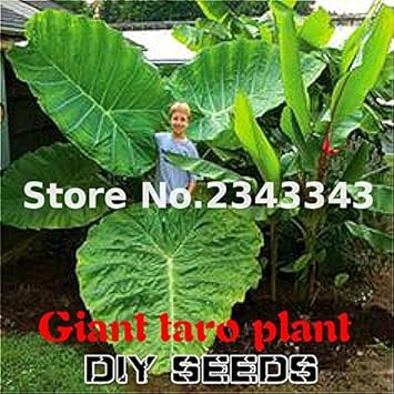 Flower Seeds, Seeds for Planting, Plant Seeds