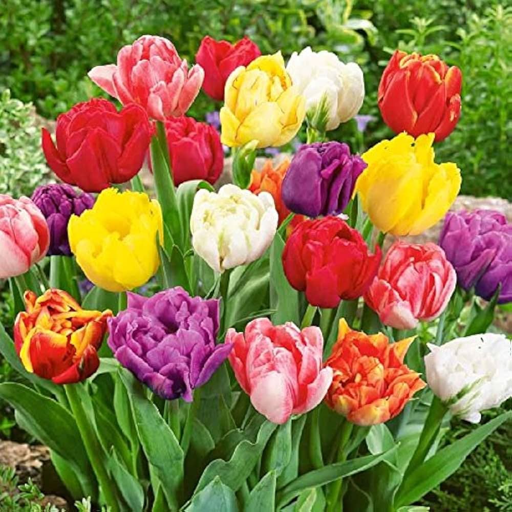 tulip tulipa flower seeds