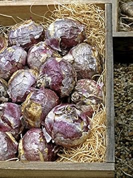 Flower Seeds, Seeds for Planting, Plant Seeds