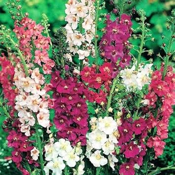 Flower Seeds, Seeds for Planting, Plant Seeds
