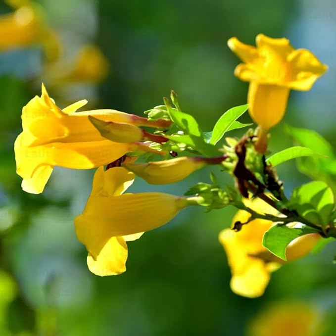 Yellow Allamanda Flower Seeds for Planting, 100 pcs