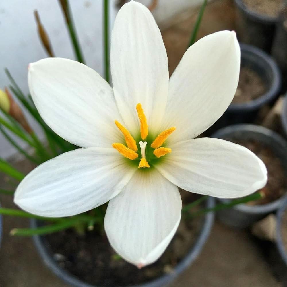 lily lilium flower seeds