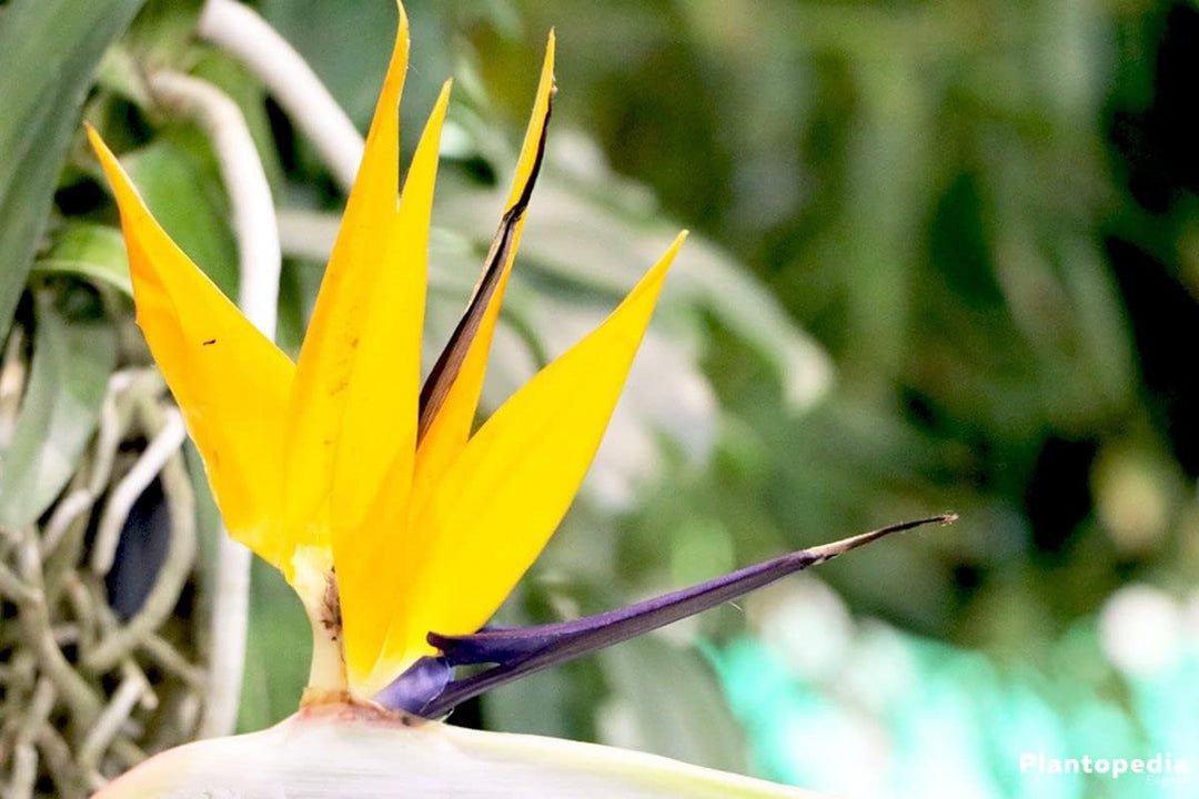 yellow strelitzia flower seeds