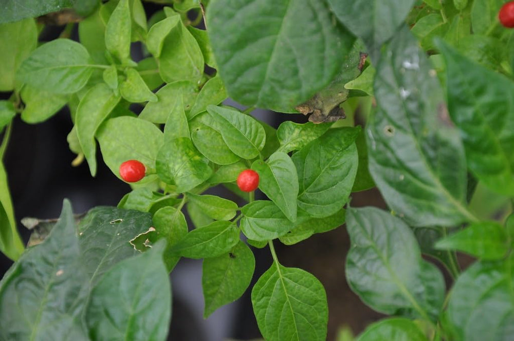 Ulupica Hot Pepper Seeds for Planting