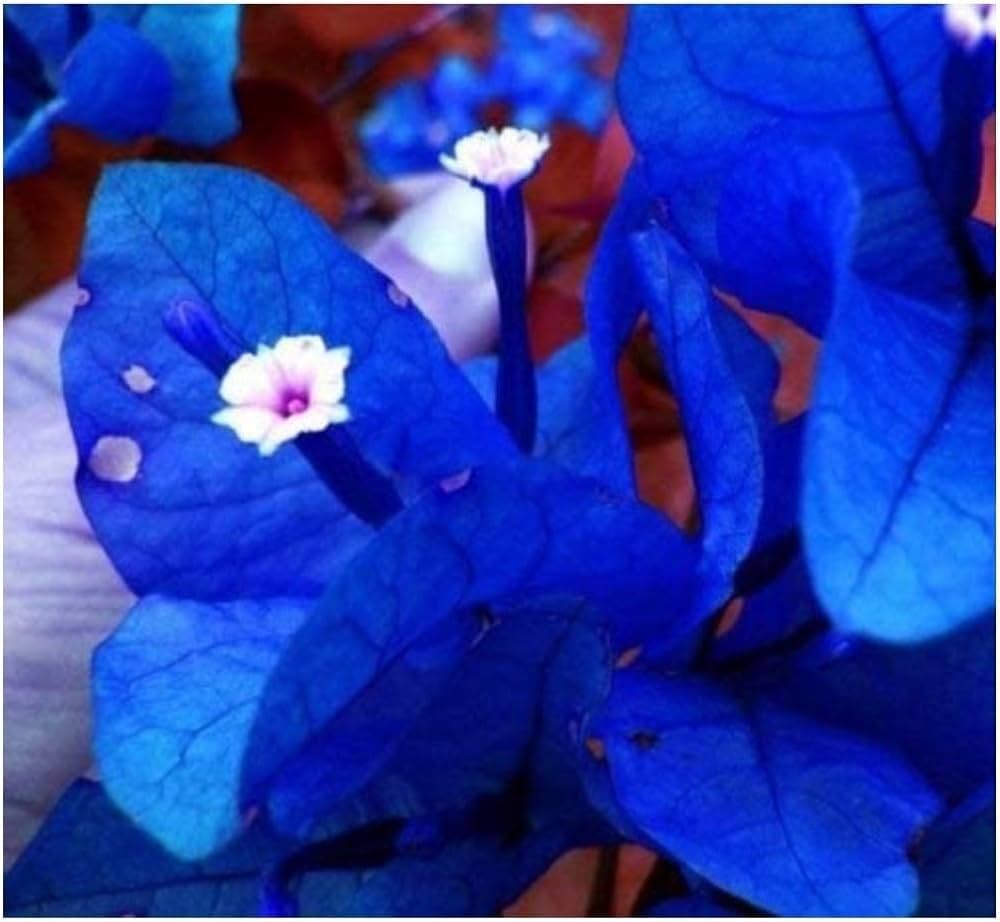 bougainvillea spectabilis flower seeds