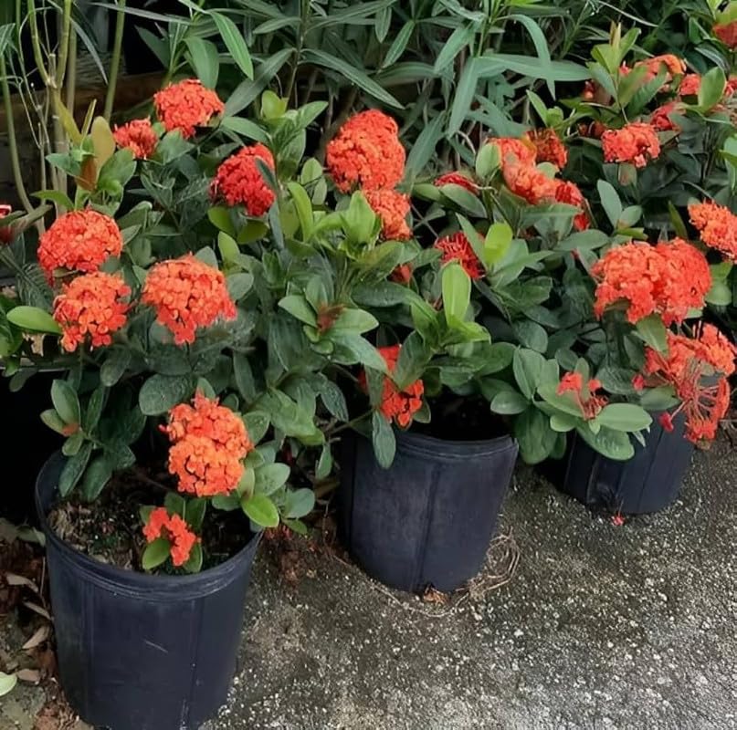 ixora flower seeds Ixora Flower Seeds for Planting