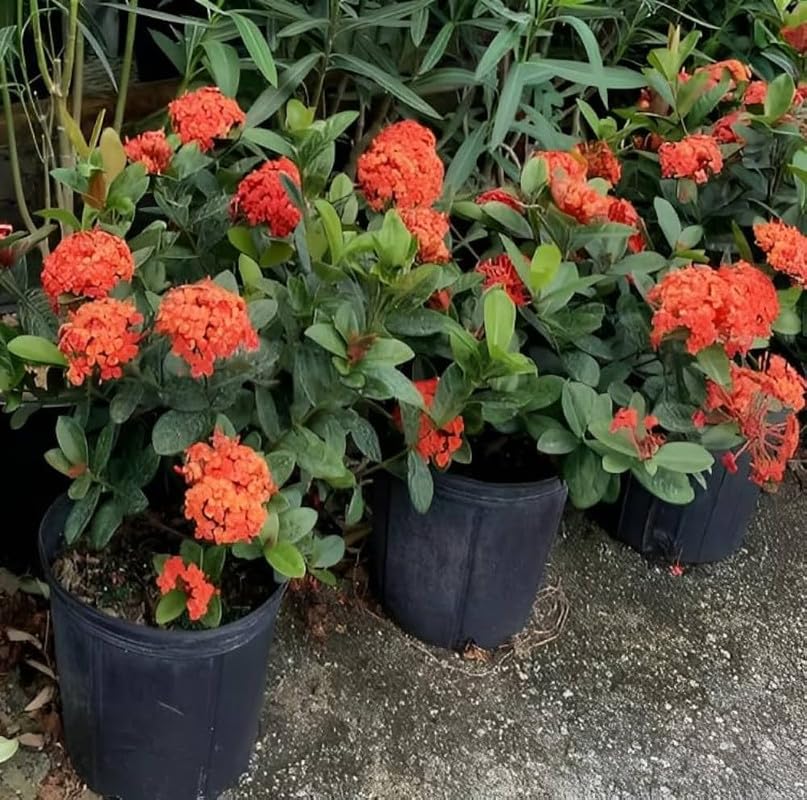 Ixora Flower Seeds for Planting - 100 pcs