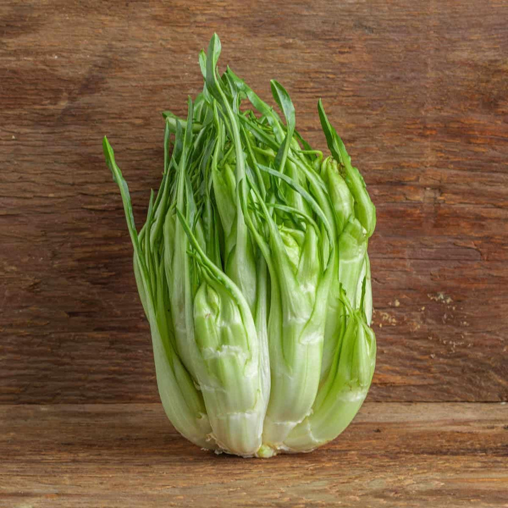 Puntarelle (Asparagus Chicory) Plant Seeds for Planting