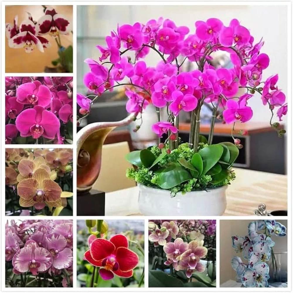phalaenopsis orchid flower seeds