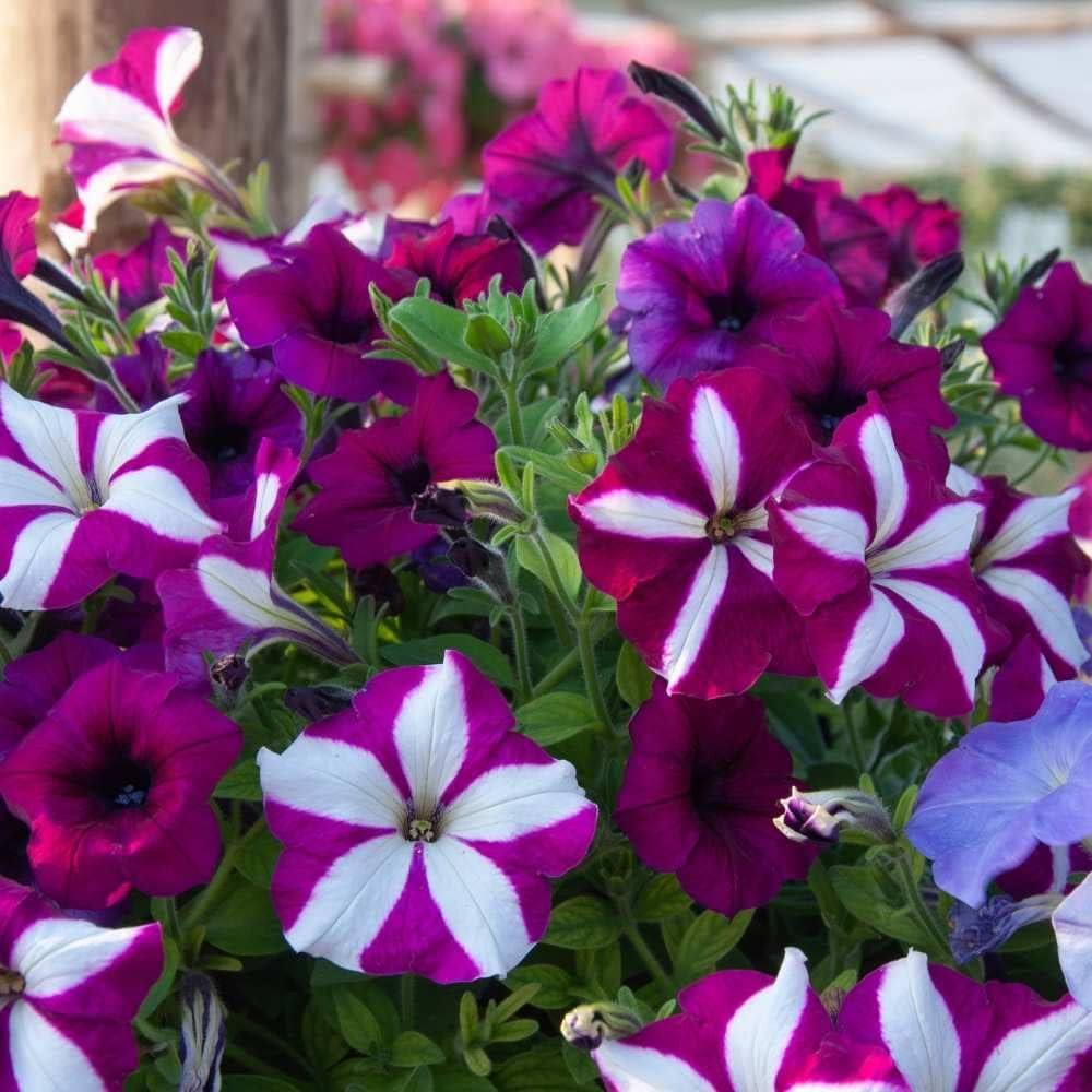 petunia petunia flower seeds