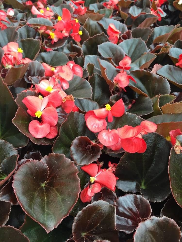 red begonia flower seeds