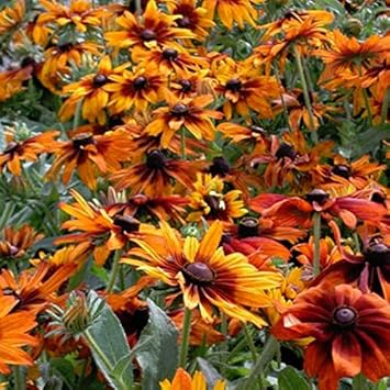 orange organic flower seeds