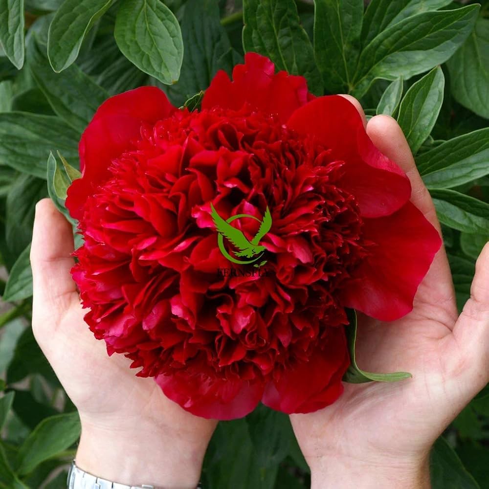 rare peony flower seeds