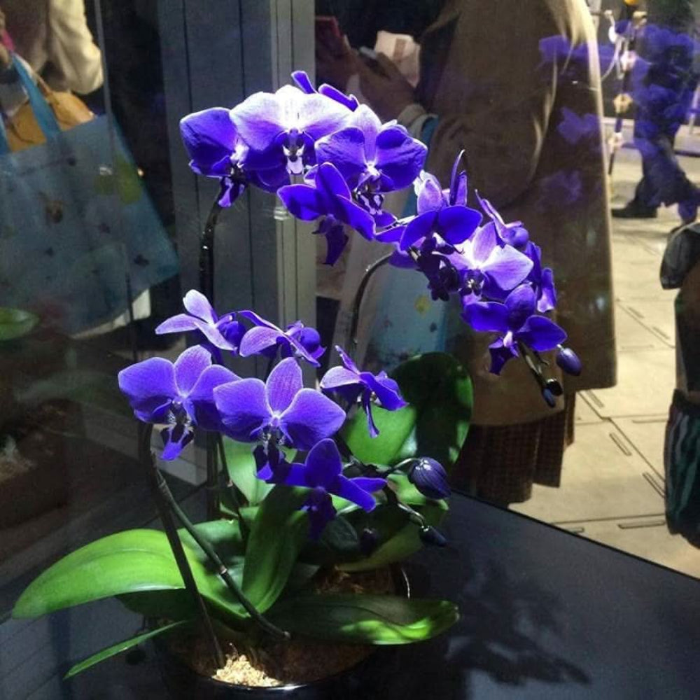 blue hydroponic flower seeds