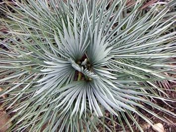 Flower Seeds, Seeds for Planting, Plant Seeds