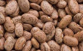organic vegetable seeds for planting Pinto Bean Vegetable Seeds for Planting
