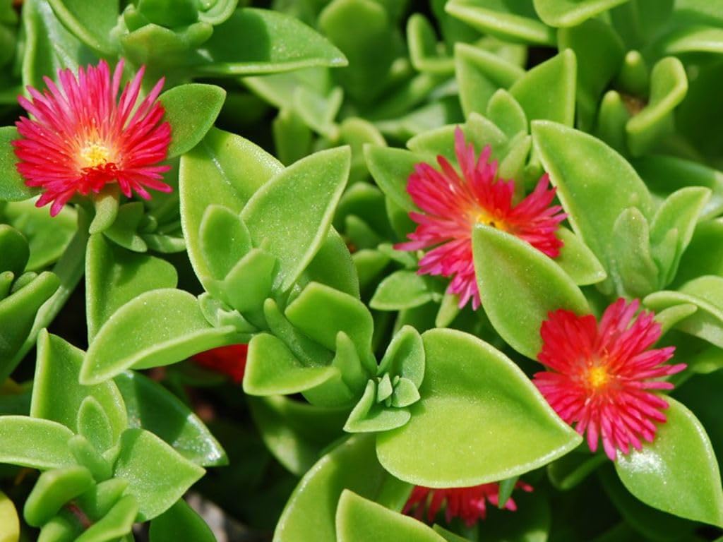 heirloom aptenia flower seeds
