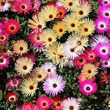 ice plant flower seeds