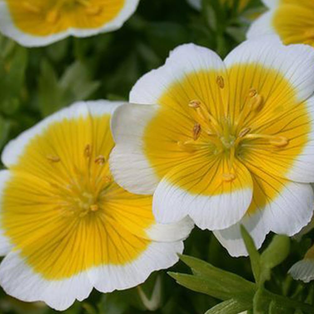 poached egg flower seeds