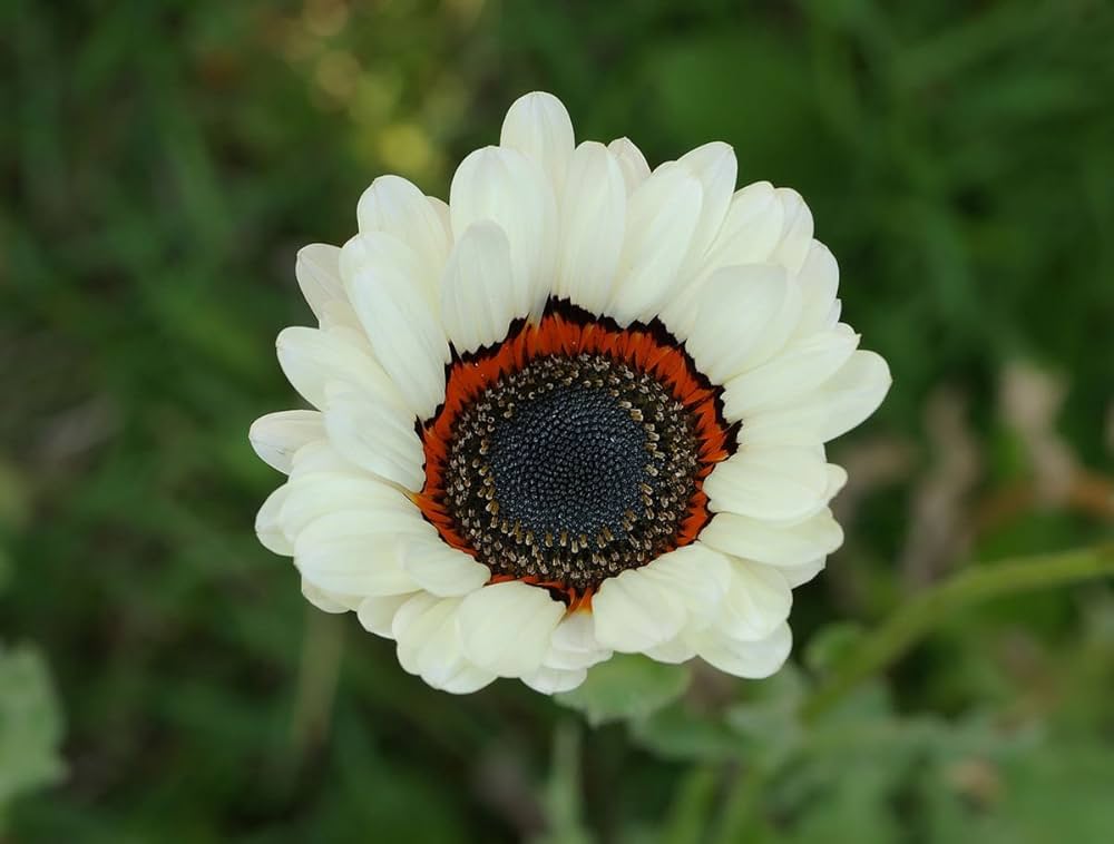 white venidium flower seeds