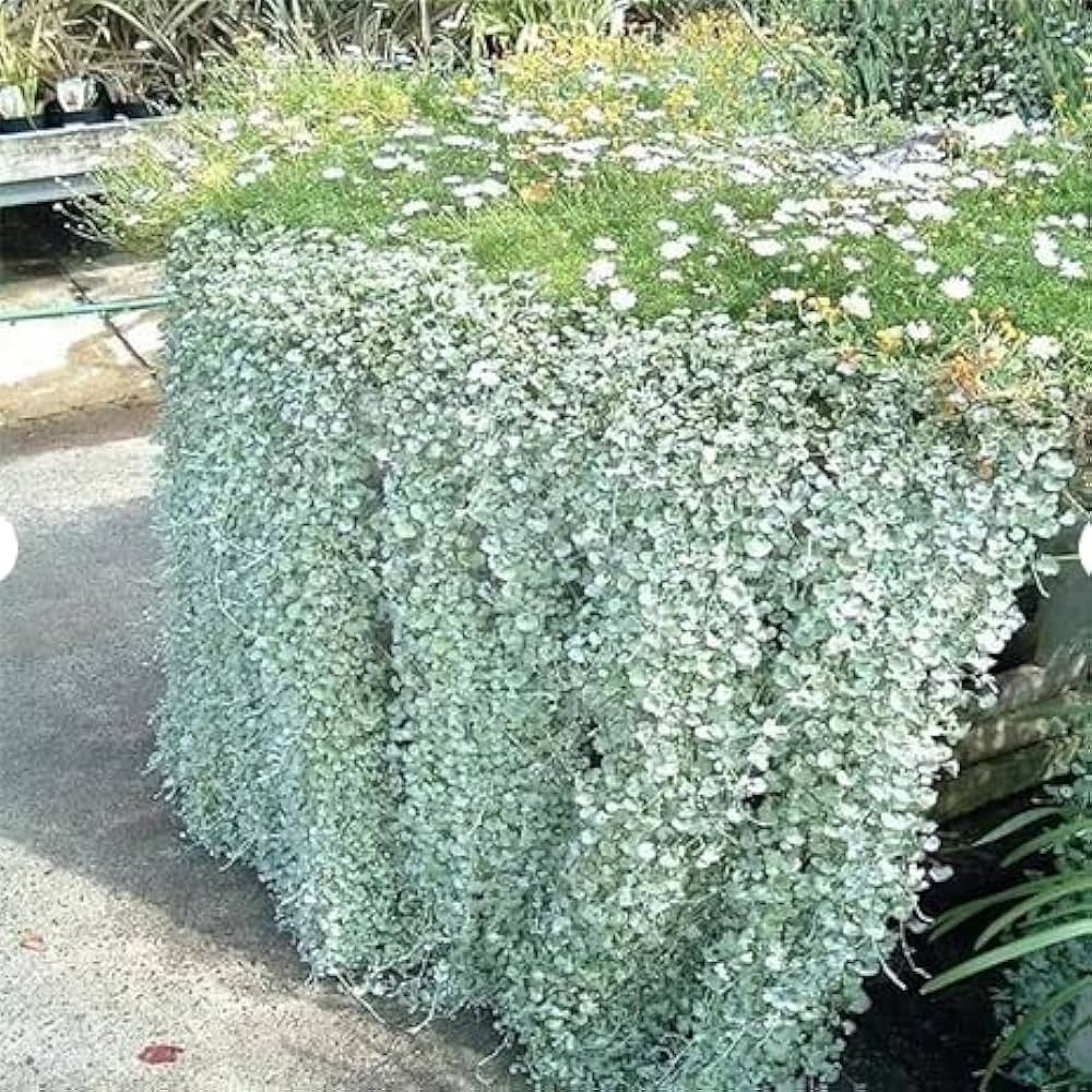 dichondra dichondra flower seeds