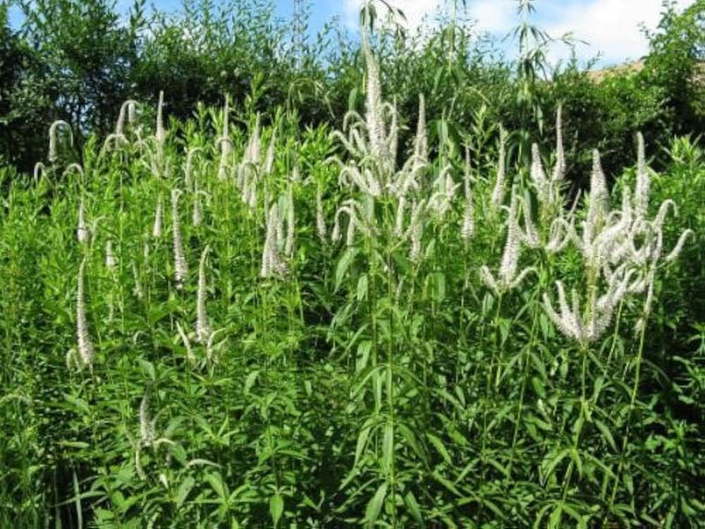 culver s flower seeds