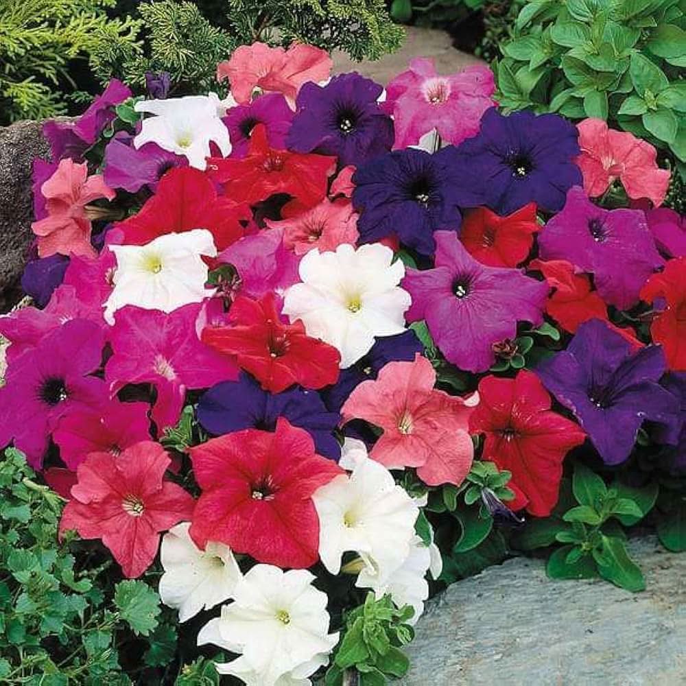 petunia petunia flower seeds