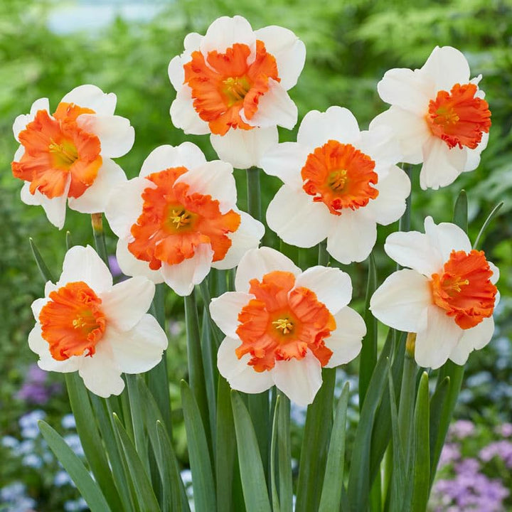 Dobbelt kronblade Narcissus Påskelilje Blomsterfrø til udplantning - Hvid &amp; Orange 100 stk.