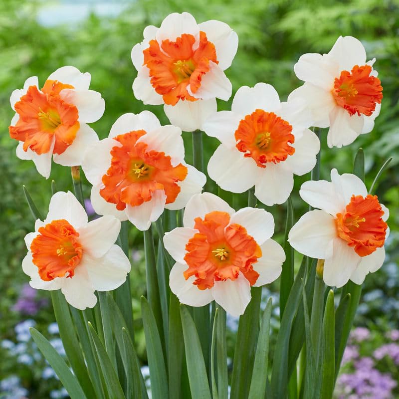 White Orange Double Petal Narcissus Seeds for Planting - 100 pcs