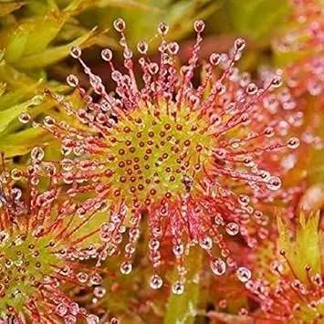 green hardy flower seeds