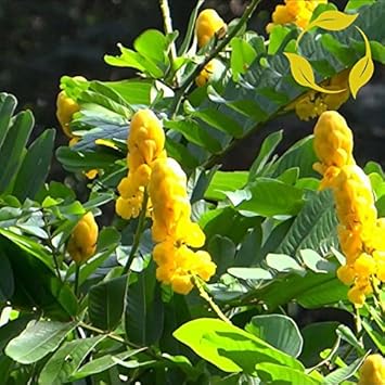 yellow candlestick flower seeds
