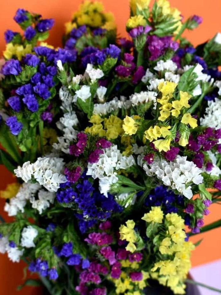 Flower Seeds, Seeds for Planting, Plant Seeds