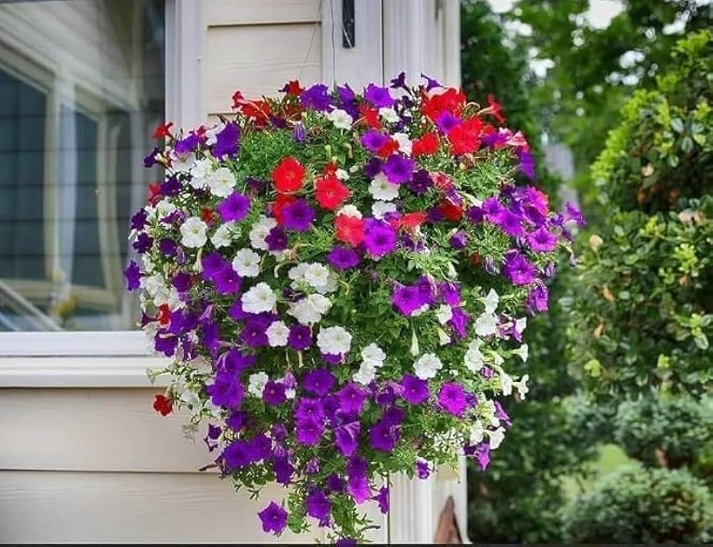 hanging petunia flower seeds