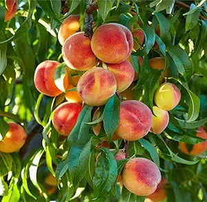 Nemaguard Peach Fruit Tree Seeds for Planting - Outdoor- Perennial Non GMO Fruit Seeds  - Rare and Unique Fruits for Nature Lovers