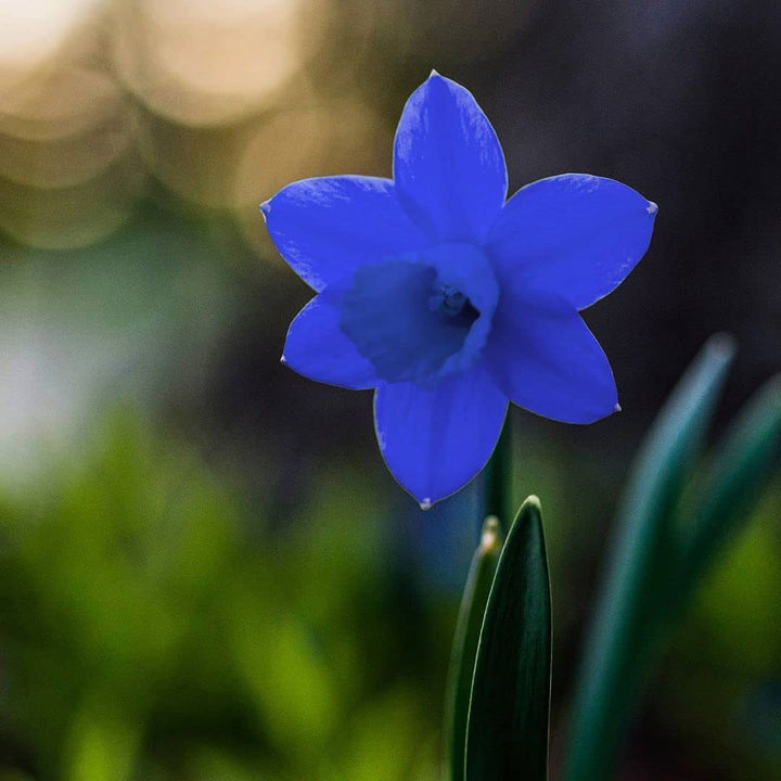 Blue Narcissus Flower Seeds – Heirloom Non-GMO, High Germination Organic Garden Seeds for Planting
